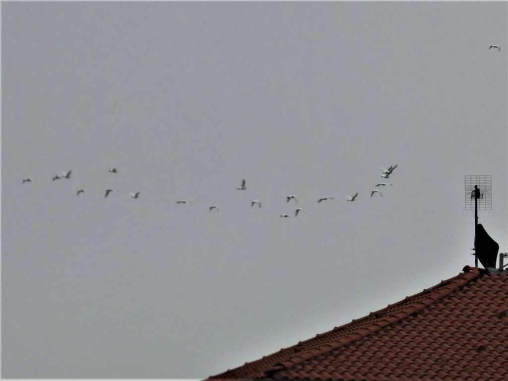 Aironi guardabuoi (Bubulcus ibis)